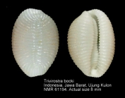 Trivirostra bocki