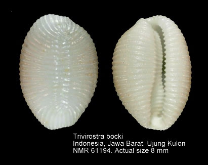 Trivirostra bocki