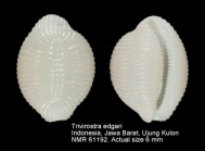 Trivirostra edgari