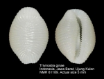 Trivirostra ginae