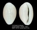 Trivirostra hordacea