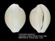 Trivirostra insularum