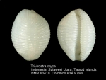 Trivirostra oryza
