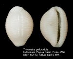 Trivirostra pellucidula