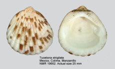 Tucetona strigilata