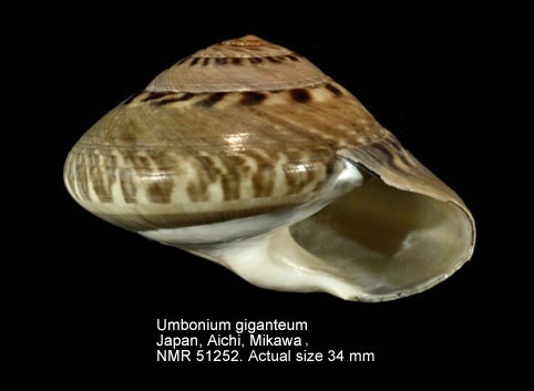Umbonium giganteum