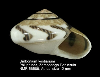 Umbonium vestiarium