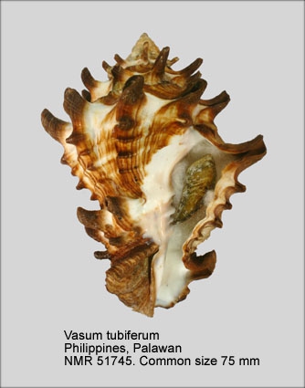 Vasum tubiferum