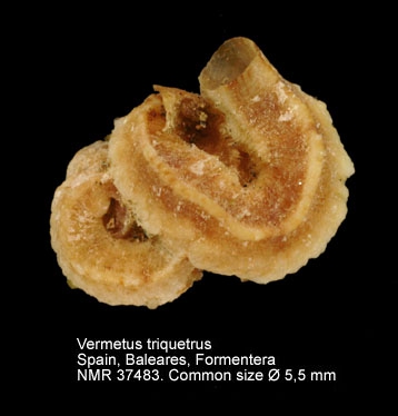 Vermetus triquetrus