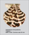 Volachlamys tranquebaria
