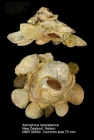 Xenophora (Xenophora) neozelanica