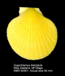 Zygochlamys delicatula