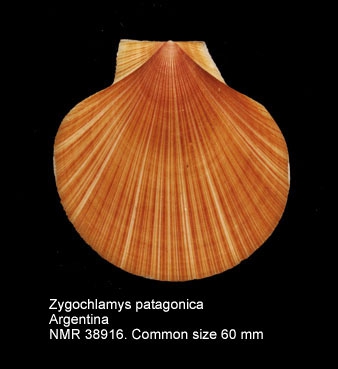 Zygochlamys patagonica