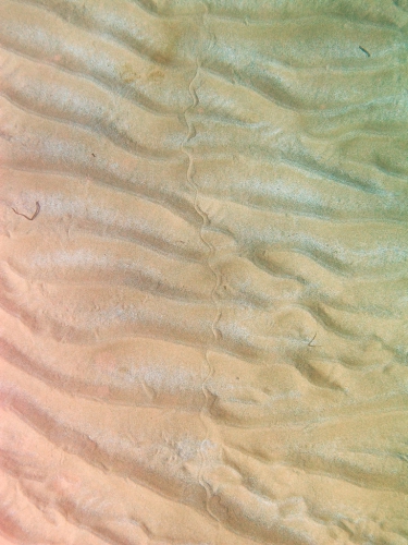 Apterichtus caecus: footsteps in the sand bottom