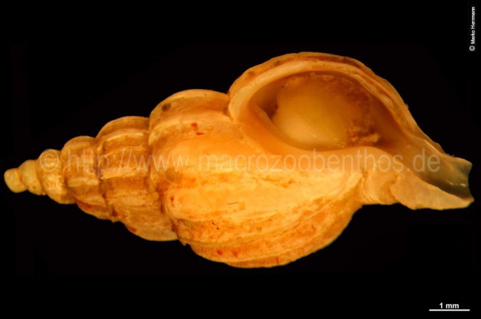 Trophon truncatus Trophon truncatus