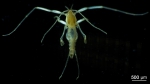 Marine insects