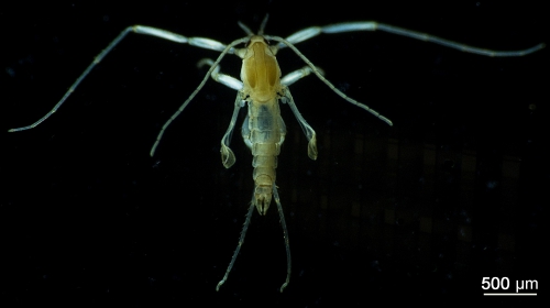 Marine insects