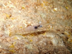 Palaemon serratus: specimen very clear