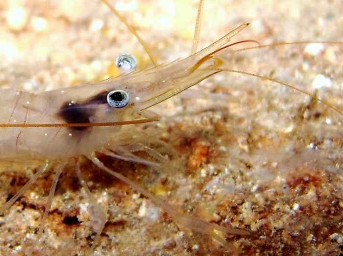Palaemon serratus: specimen very clear Palaemon serratus: specimen very clear