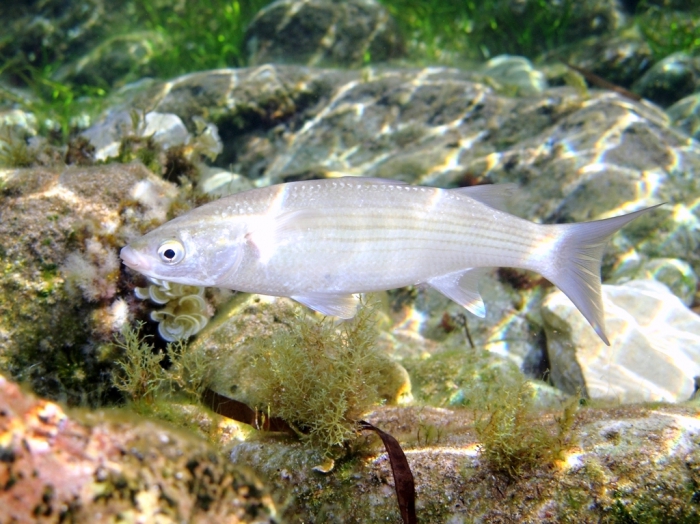 Chelon labrosus Chelon labrosus