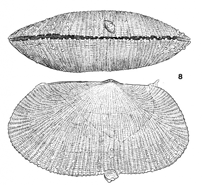 Galeomma coalita Gofas, 1991Ventral view and lateral view of right side of the holotype from Caotinha, Angola (actual length: 10.6 mm). Note attached dwarf male on the ventral margin