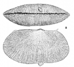 Galeomma coalita Gofas, 1991Ventral view and lateral view of right side of the holotype from Caotinha, Angola (actual length: 10.6 mm). Note attached dwarf male on the ventral margin