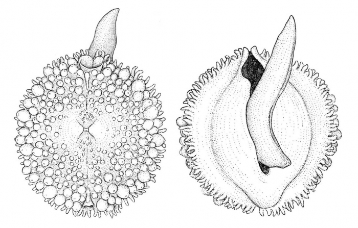 Ephippodonta gregaria Gofas, 1991Dorsal and ventral view of a living specimen from Cape Palmerinhas, Angola (actual length, excluding foot, 7.0 mm; anterior end up)