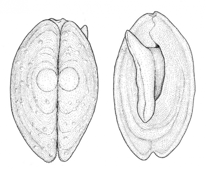 Coleoconcha opalina Barnard, 1964Dorsal and ventral views of a preserved syntype from South African Museum (actual length 3.0 mm, anterior end up) Coleoconcha opalina Barnard, 1964Dorsal and ventral views of a preserved syntype from South African Museum (actual length 3.0 mm, anterior end up)