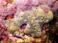 Porifera (sponges)