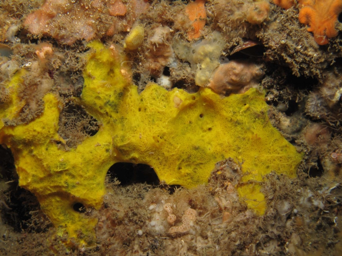 Hexadella pruvoti Topsent, 1896 Hexadella pruvoti Topsent, 1896