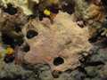 Porifera (sponges)