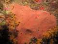 Porifera (sponges)