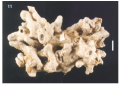 Porifera (sponges)