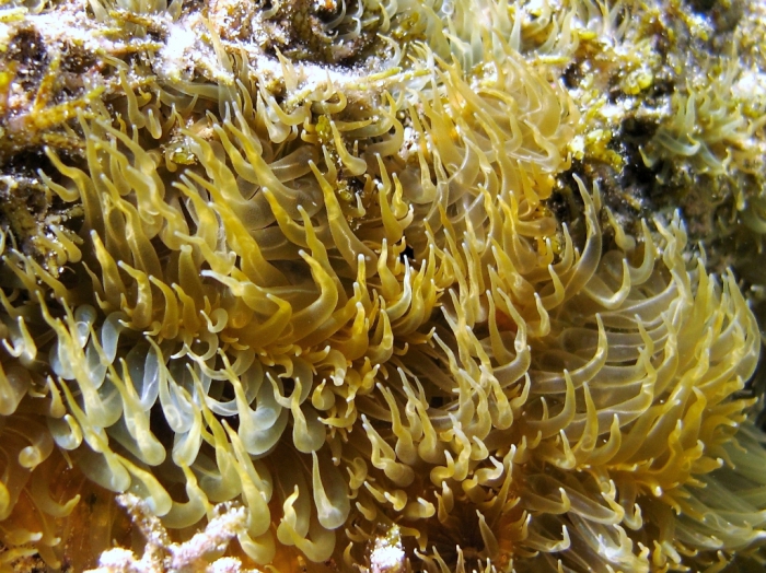 Aiptasia couchii Aiptasia couchii
