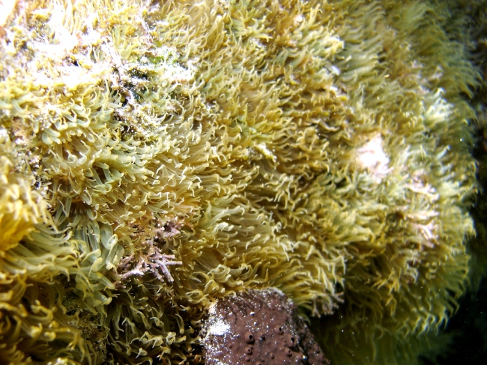 Aiptasia couchii Aiptasia couchii
