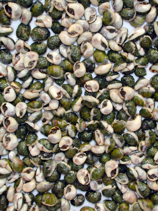 Nassarius kraussianus Nassarius kraussianus