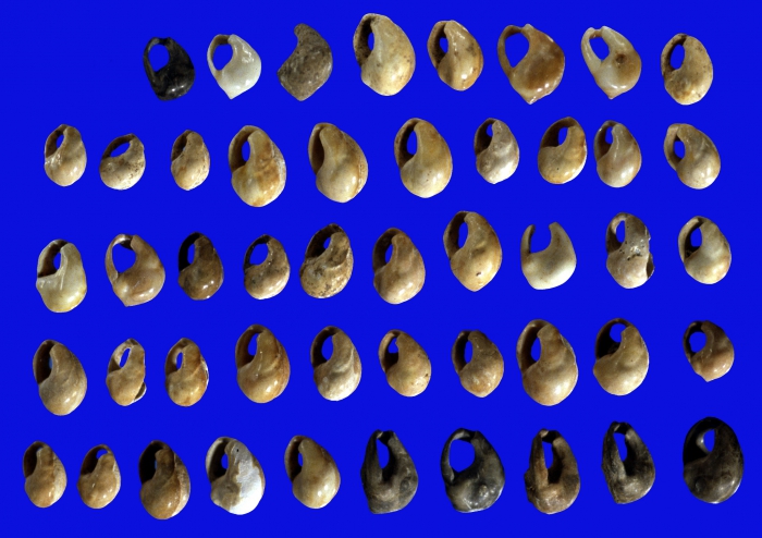 Nassarius kraussianus Nassarius kraussianus