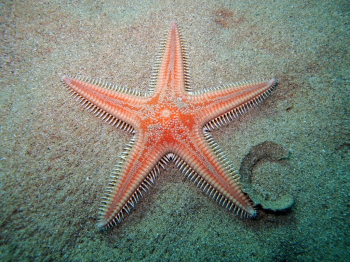 Astropecten aranciacus