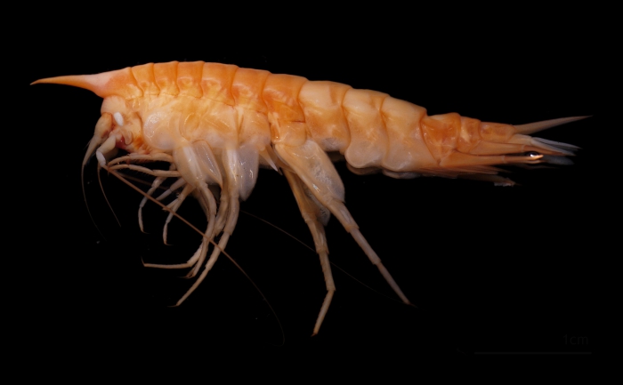 Hadal amphipod