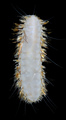 Polychaeta (bristle worms)