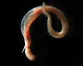 Polychaeta (bristle worms)