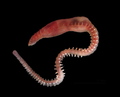 Polychaeta (bristle worms)