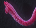 Polychaeta (bristle worms)