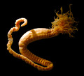 Polychaeta (bristle worms)