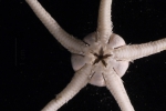 Echinodermata