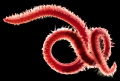 Polychaeta (bristle worms)