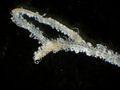 Polychaeta (bristle worms)