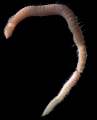 Polychaeta (bristle worms)