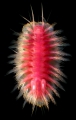 Polychaeta (bristle worms)