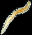 Polychaeta (bristle worms)